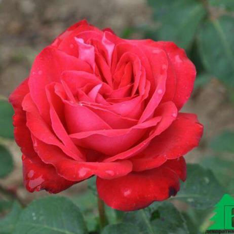 Róża Wielkokwiatowa Fulgurante