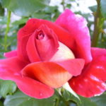 Róża Wielkokwiatowa Kronenburg