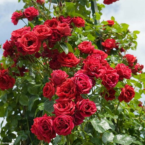 Róża Pnąca Mushimara