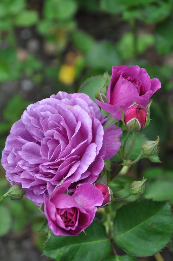 Róża Rabatowa Minerva®