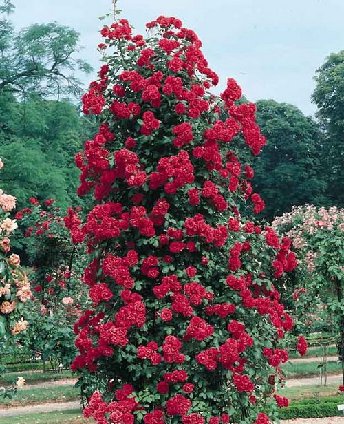 Róża Pnąca Paul’s Scarlet