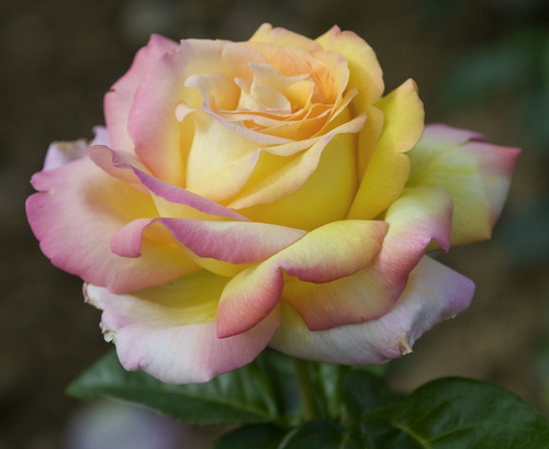Róża Wielkokwiatowa Peace