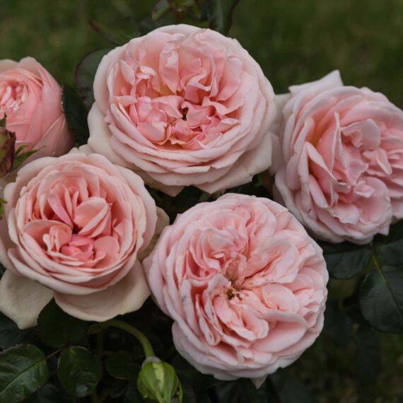 Róża Wielkokwiatowa Aphrodite®