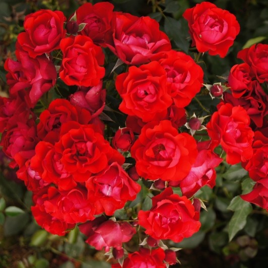 Róża Rabatowa Black Forest Rose®