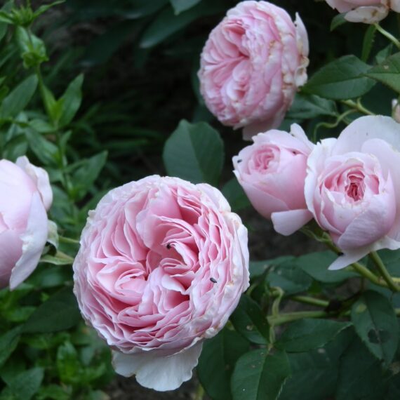 Róża Wielkokwiatowa Gartentraume®