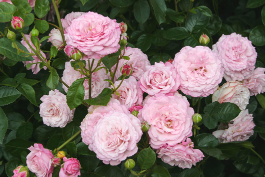 Róża Rabatowa Rosenfaszination®