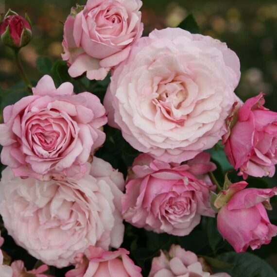 Róża Rabatowa Rosenfaszination®