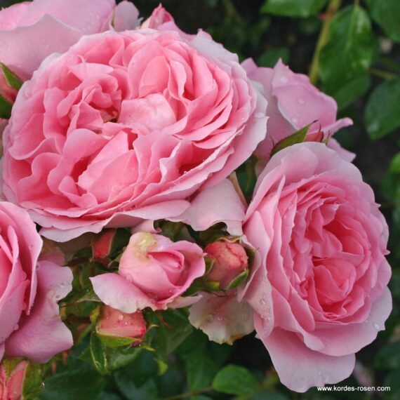 Róża Rabatowa Rosenfee®