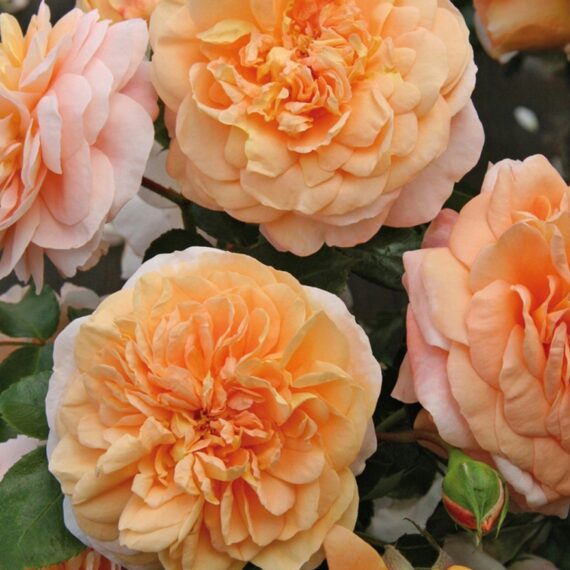 Róża Rabatowa Sangerhauser Jubilaumsrose®