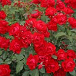 Róża Rabatowa Black Forest Rose®