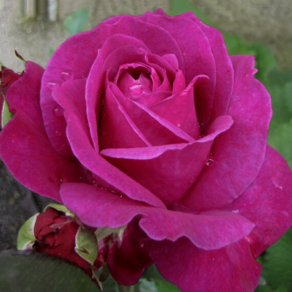 Róża Wielkokwiatowa Parole®
