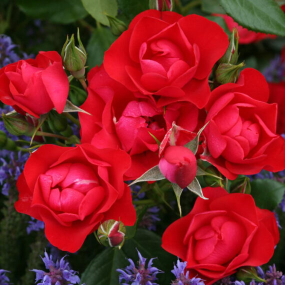 Róża Rabatowa Black Forest Rose®