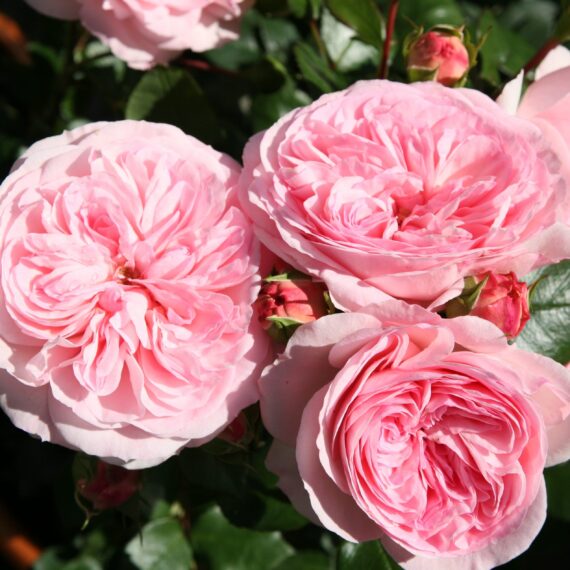 Róża Wielkokwiatowa Mariatheresia®