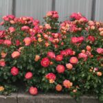 Róża Rabatowa Airbrush®
