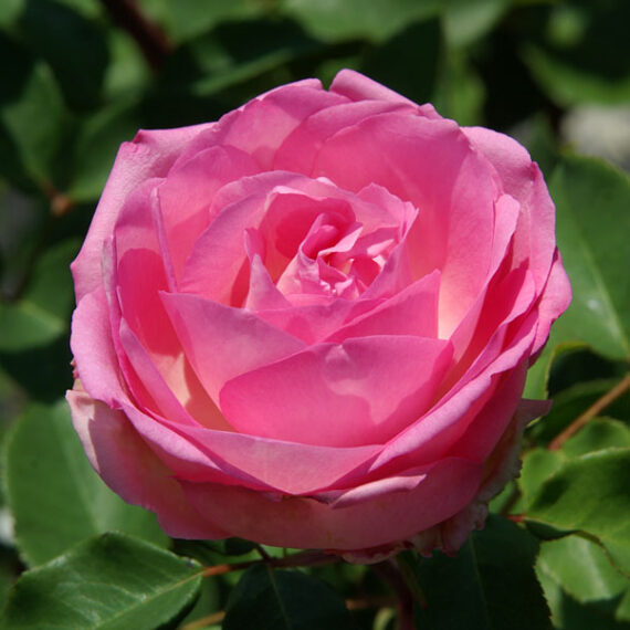 Róża Wielkokwiatowa Beverly®