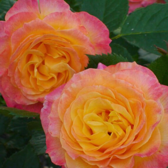 Róża Rabatowa Gartenspaß®