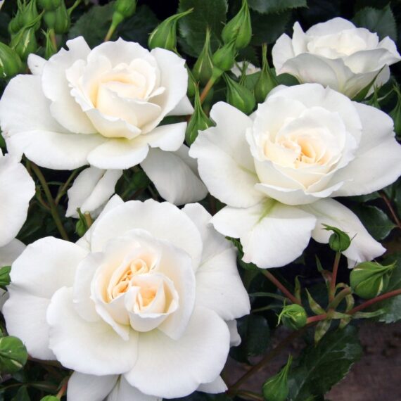 Róża Rabatowa Petticoat®
