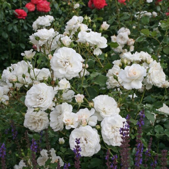 Róża Rabatowa Petticoat®