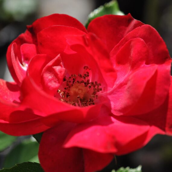 Róża Rabatowa Rotilia®
