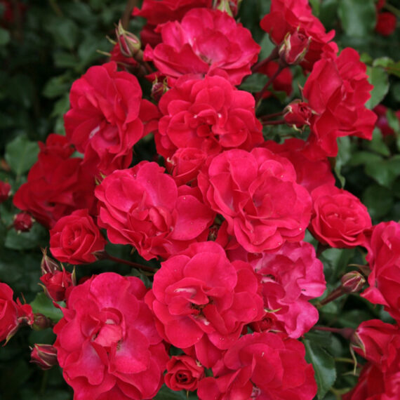 Róża Rabatowa Rotilia®