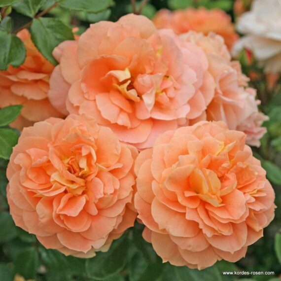 Róża Rabatowa Schöne vom See®(Lady Kutno)
