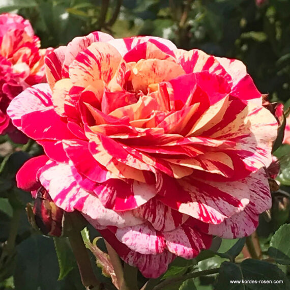 Róża Rabatowa Abracadabra®