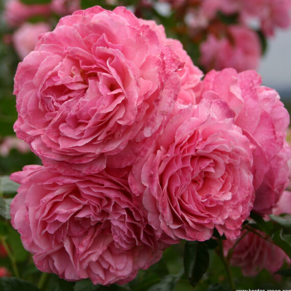 Róża Parkowa Kölner Flora®