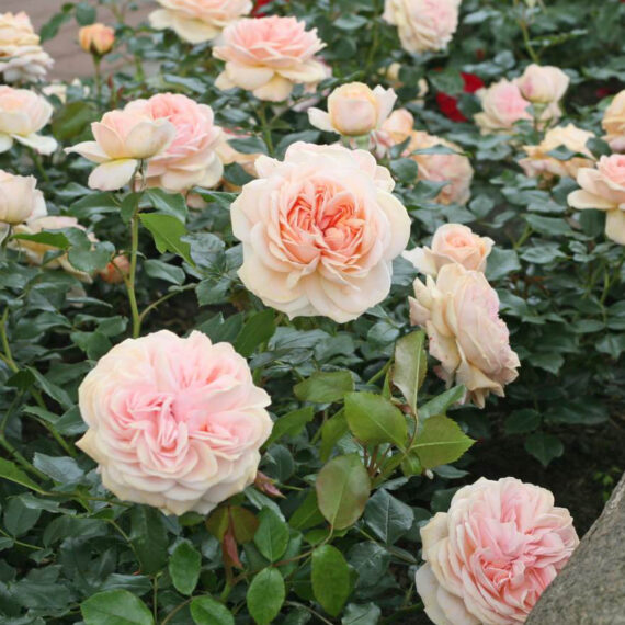 Garden_of_Roses_3