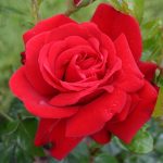 Róża Rabatowa Jugendliebe®