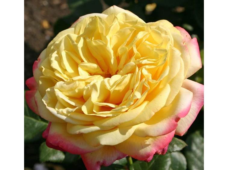 Róża Wielkokwiatowa Kordes' Jubilee®