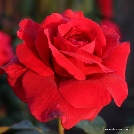 Róża Wielkokwiatowa Duftzauber 84®