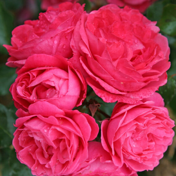 Róża Rabatowa Moin Moin®