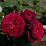 Róża Wielkokwiatowa Astrid Gräfin von Hardenberg®