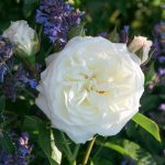 Róża Rabatowa Alabaster®