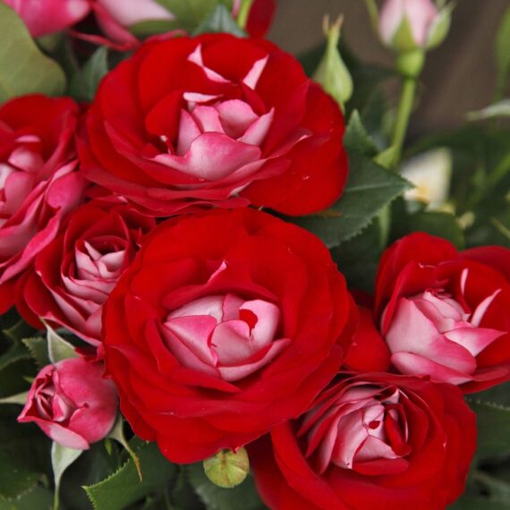 Róża Rabatowa Rose der Einheit®