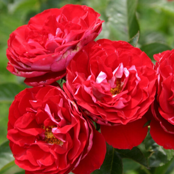 Róża Rabatowa Rose der Einheit®