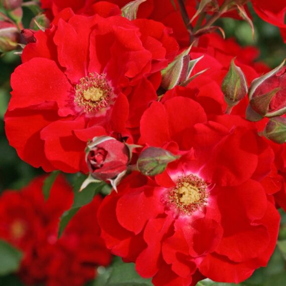 Róża Parkowa Roter Korsar®