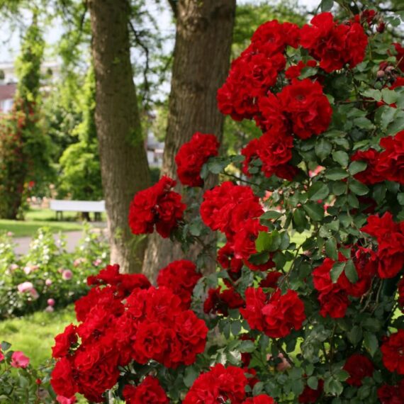 Róża Parkowa Roter Korsar®