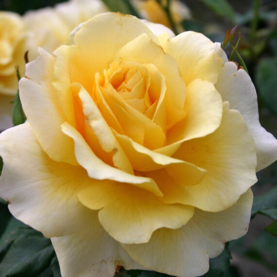 Róża Wielkokwiatowa Sunny Sky®