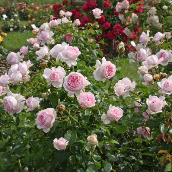 Róża Parkowa Wellenspiel®