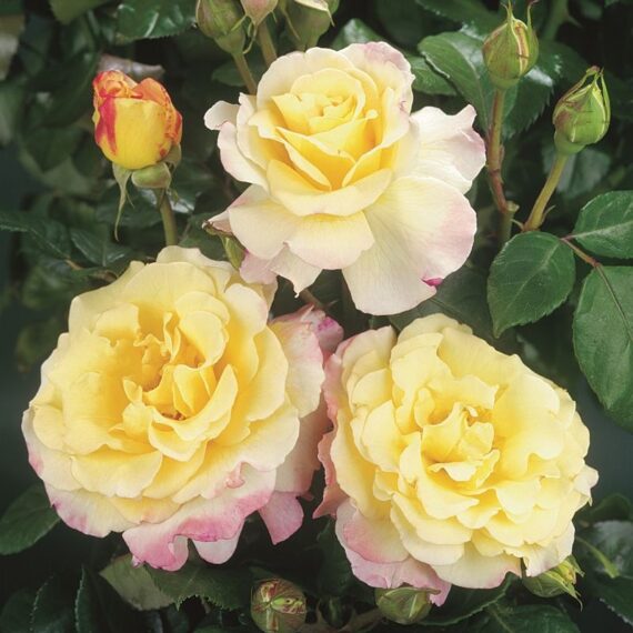 Róża Rabatowa Aquarell®