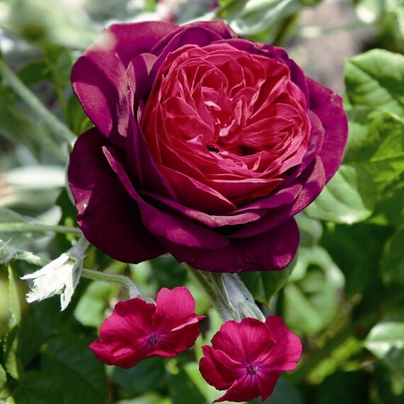 Róża Wielkokwiatowa Astrid Gräfin von Hardenberg®