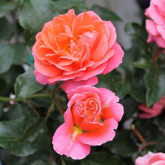 Róża Rabatowa Theodor Fontane Rose®