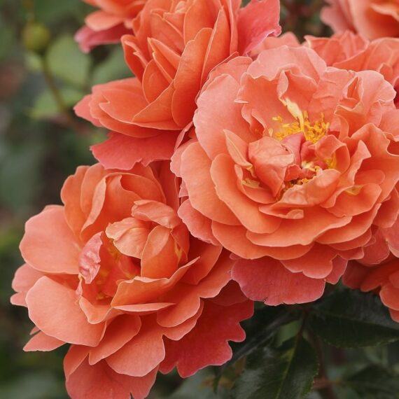 Róża Rabatowa Theodor Fontane Rose®