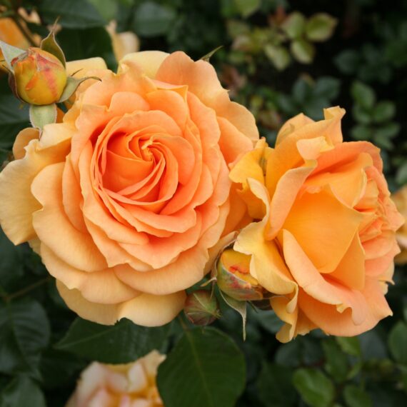 Róża Rabatowa Goldelse®