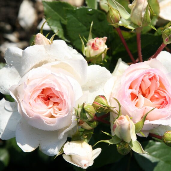 Róża Rabatowa Stephanie Baronin zu Guttenberg Rose®
