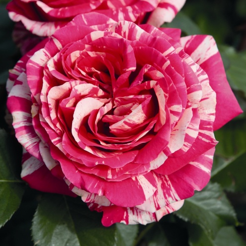 Róża Wielkokwiatowa Best Impression®