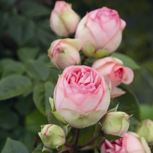 Róża Wielkokwiatowa Charming Piano®