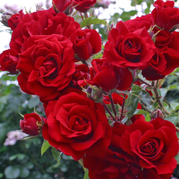 Róża Pnąca Amadeus®