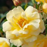 Róża Rabatowa Candela®